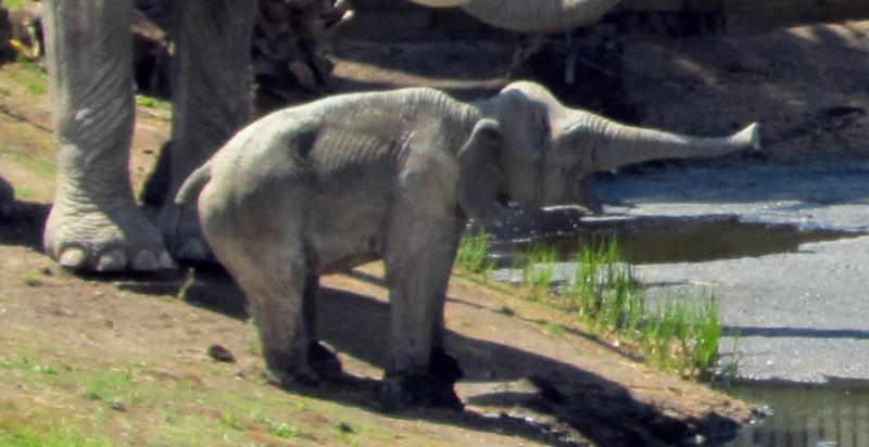 Illustration for article titled To This Day, I Am Terrified of The La Brea Tar Pits